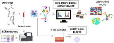 Profiling the B cell immune response elicited by vaccination against the respiratory virus SARS-CoV-2